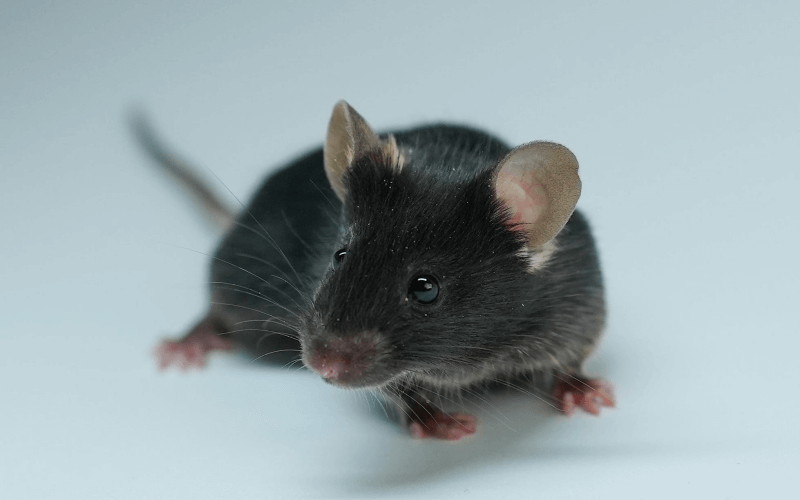 A53T （帕金森疾?。? title=