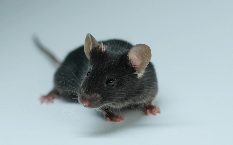 Rag2 （B、T免疫細胞缺失小鼠）