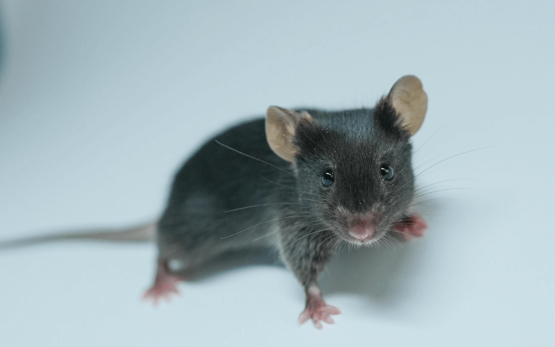 Ldlr（動(dòng)脈粥樣硬化）